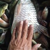 Hộ 