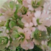 Eif