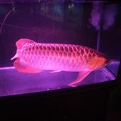Tỷ 