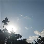 Cỏ 