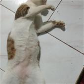 Cuộ