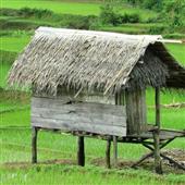 đội