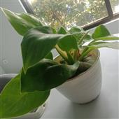 Lịc