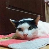 Các