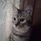 Xếp
