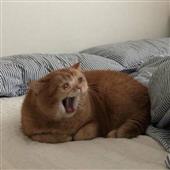 Cha