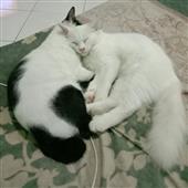 Soi