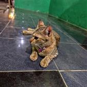 Soi
