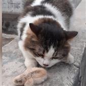 Tỷ 