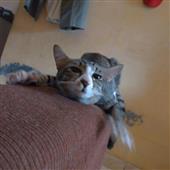 Bón