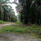 Cuộ