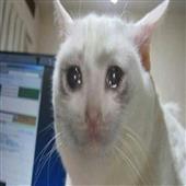 Xì 