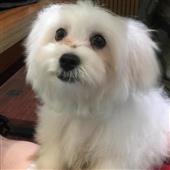 Tai