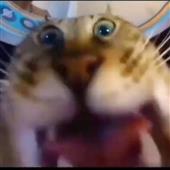 Các