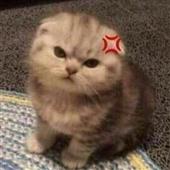 chi