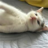 Cờ 
