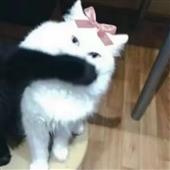 Đán