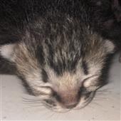 Các