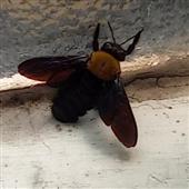Dự 