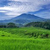 Sự 