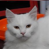 đua