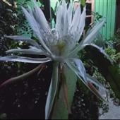 Sự 