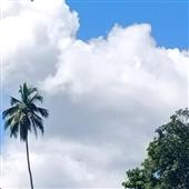Mạt