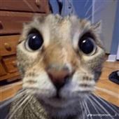 Vũ 