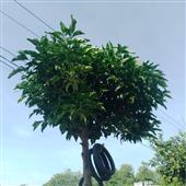 Thứ
