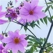 Lịc