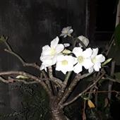 Đại