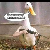 Giả