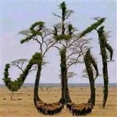 Tòa