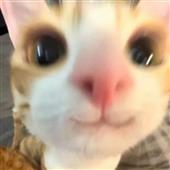 Gấu