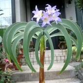 Luậ
