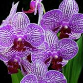 Phầ