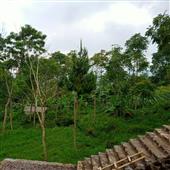 Nữ 