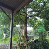 Dự 