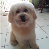 Đội