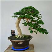 Trự