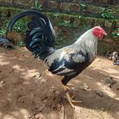 Đầu