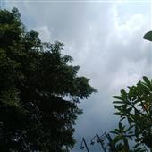 Chú