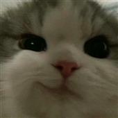 Giả