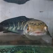 Kun