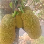 Cuộ
