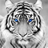 Str
