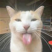 Đồ 