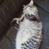 Fir